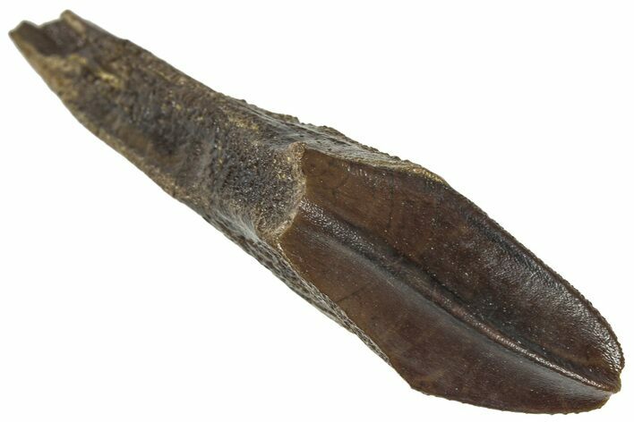 Hadrosaur (Brachylophosaurus?) Rooted Tooth - Montana #313286